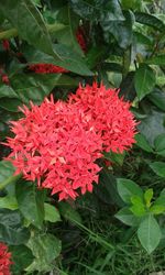 Close-up of red flowers blooming outdoors