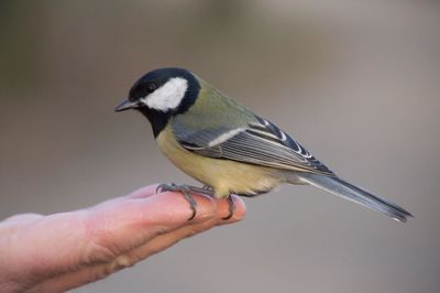 Close-up of hand holding bird