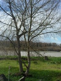 Bare trees on grassy field