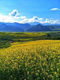 Scenic view of yellow flowering field against sky