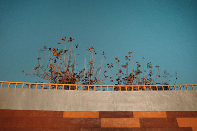 Low angle view of plants against clear blue sky