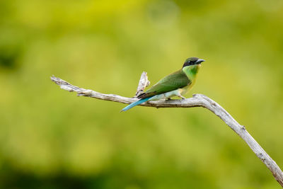 Green bird perching on plant