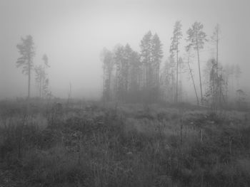 Trees on field against sky