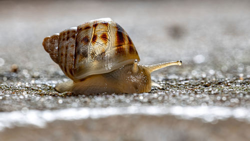 Close-up of snail on land