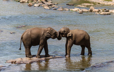 Elephant on river