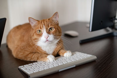 Cat looking at camera and laying on keyboard 