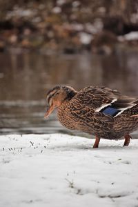 Birds in a snow