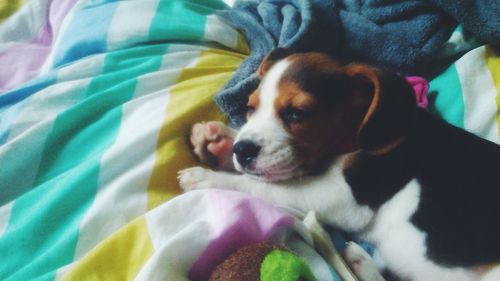 Close-up of dog relaxing on bed at home