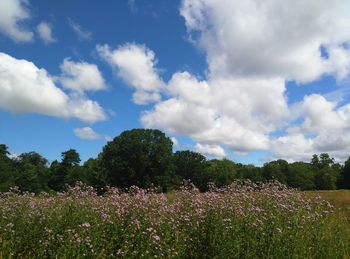 Scenic view of flowering plants on field against sky