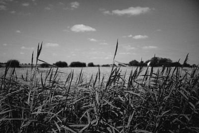 Close-up of stalks in field against sky