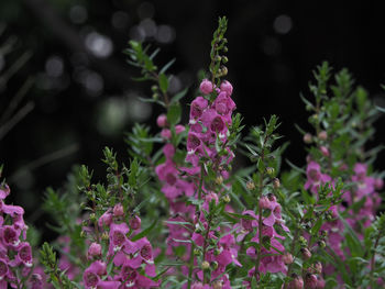 Close-up of pink flowers blooming outdoors