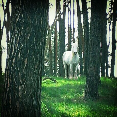 animal themes, tree, tree trunk, grass, wildlife, nature, animals in the wild, field, bird, growth, standing, day, white color, beauty in nature, outdoors, tranquility, no people, fence, horse, sunlight