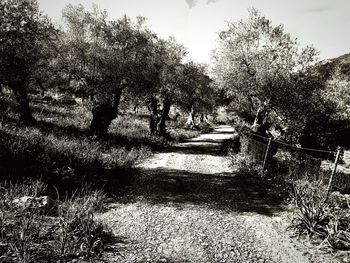 Trees against sky