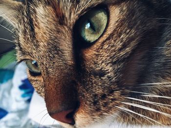 Close-up portrait of cat