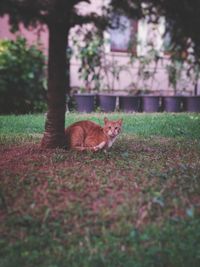 View of a cat on field