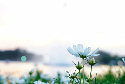 Close-up of flowering plant against sky