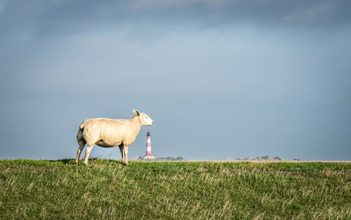 Sheep grazing on field against lighthouse in the background