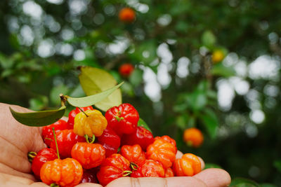 Close-up of hand holding fruits