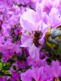 Close-up of bee on purple flower