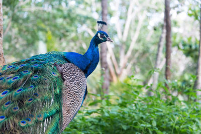 Close-up of peacock