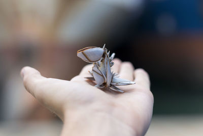 A hand holding a pieces of white shell