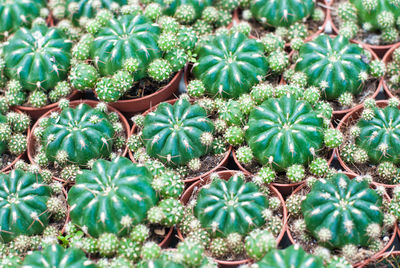 Full frame shot of succulent plants