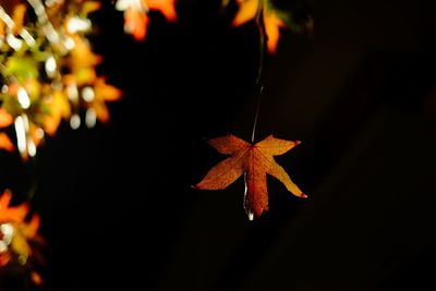 Close-up of illuminated maple leaf during autumn