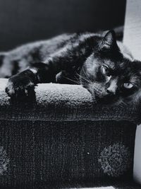 Close-up portrait of cat lying down