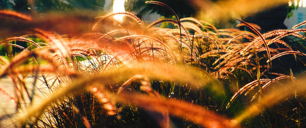 Close-up of plants in golden hour