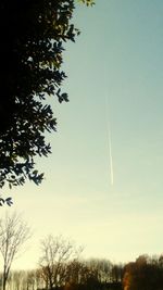 Low angle view of trees against sky