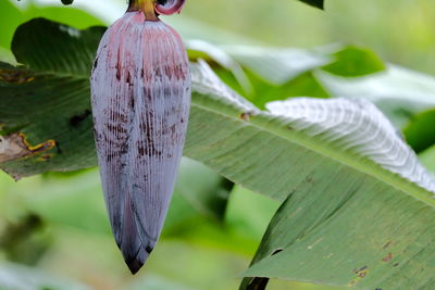 Close-up of banana flower leaf on plant