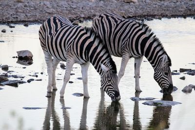 Zebras drinking water in lake
