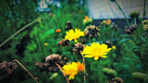 Close-up of yellow flowers blooming in field