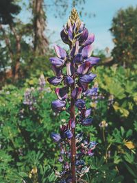 Close-up of purple flowers