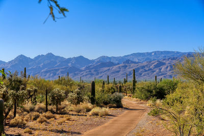 Scenic view of landscape against clear blue sky