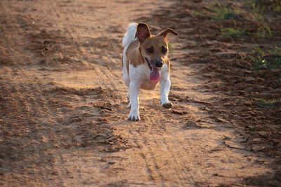 Dog on beach