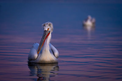 Close-up of bird in lake