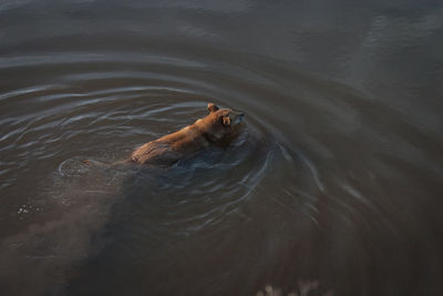 High angle view of dog in pond