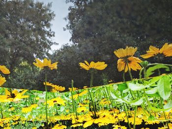 Yellow flowers blooming on field