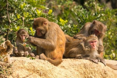 Monkeys sitting outdoors