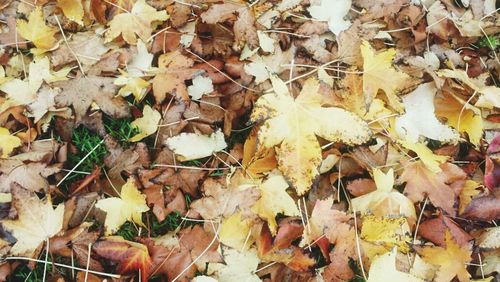 Full frame shot of dry leaves