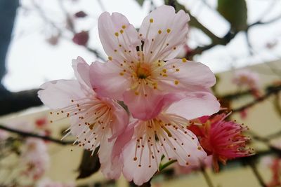Close-up of pink flowers on branch