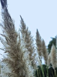 Close-up of plants against clear sky