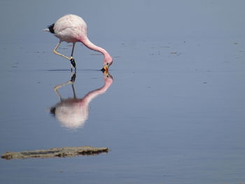 Flamingo foraging in lake