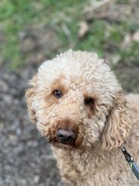 Close-up of a labradoodle 