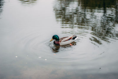 Duck swimming in a lake