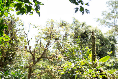 Low angle view of trees