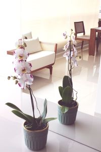 Close-up of potted plant on table at home