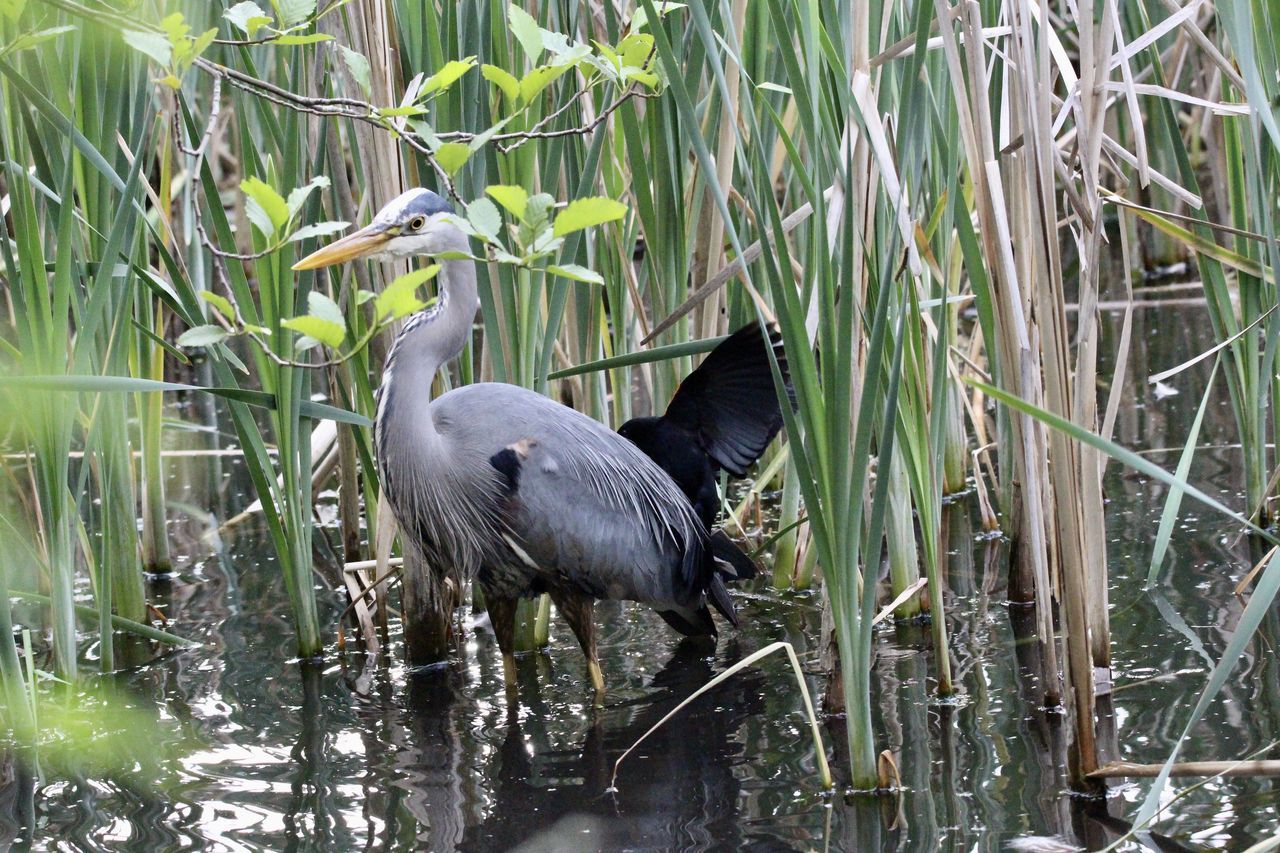 HERON IN LAKE