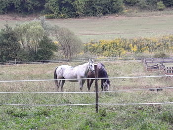 Horse horses on grass